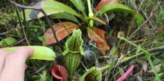 Research: An ocean apart, carnivorous pitcher plants create similar communities —