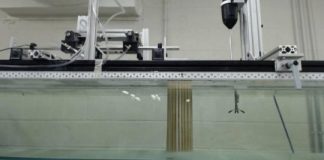 Research: Humanmade mangroves could get to the ‘root’ of the problem for threats to coastal areas —