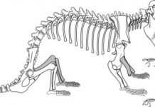 Research: Mammal forerunner that reproduced like a reptile sheds light on brain evolution —