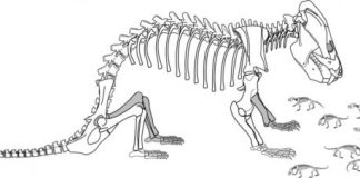 Research: Mammal forerunner that reproduced like a reptile sheds light on brain evolution —