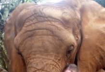 Research: From shrews to elephants, animal reflexes surprisingly slow —