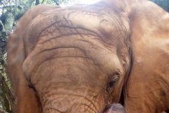 Research: From shrews to elephants, animal reflexes surprisingly slow —