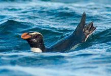 Research: Tawaki penguins swim up to 80 km per day to reach their feeding grounds —