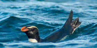 Research: Tawaki penguins swim up to 80 km per day to reach their feeding grounds —