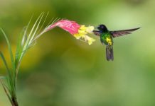 Offbeat: Protect key habitats, not just wilderness, to preserve species —