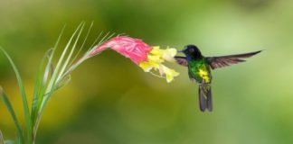 Offbeat: Protect key habitats, not just wilderness, to preserve species —