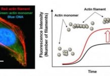 Research: A novel possibility of manipulating cellular functions —