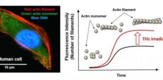 Research: A novel possibility of manipulating cellular functions —
