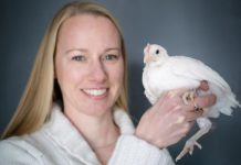 Research: Heritability explains fast-learning chicks —