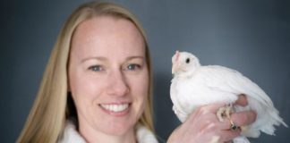 Research: Heritability explains fast-learning chicks —