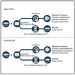 Study: Time-restricted feeding improves health in mice with defective circadian clocks — (Details)