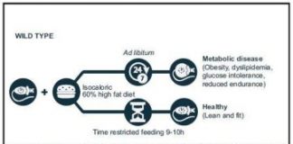 Study: Time-restricted feeding improves health in mice with defective circadian clocks — (Details)
