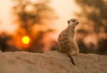 Research: Breeder meerkats age faster, but their subordinates still die younger —