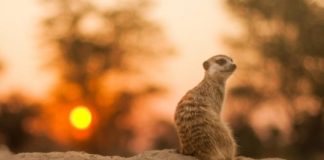 Research: Breeder meerkats age faster, but their subordinates still die younger —