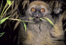 Research: Lemur numbers plummet for some species, higher than anticipated for others, models find —