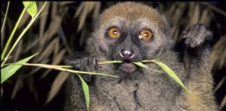 Research: Lemur numbers plummet for some species, higher than anticipated for others, models find —