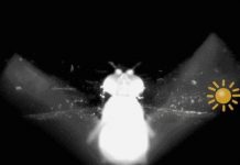 Research: How the common fruit fly uses the sun to navigate —