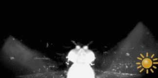 Research: How the common fruit fly uses the sun to navigate —