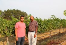 Research: Scientists clone virus to help stop overwhelming grape disease —