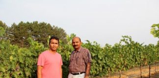 Research: Scientists clone virus to help stop overwhelming grape disease —