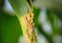 Research: Climate change projected to boost insect activity and crop loss, researchers say —