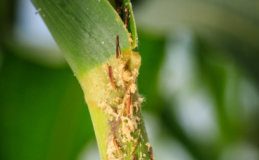 Research: Climate change projected to boost insect activity and crop loss, researchers say —