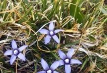 Research: How biodiversity reacted to past climate change —