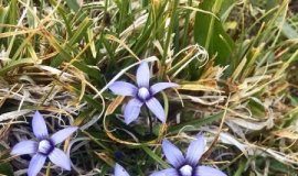 Research: How biodiversity reacted to past climate change —