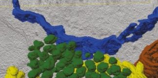 Study: Scientists identify the components and architecture of neuronal contact sites — (Details)