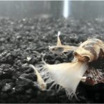 Study: Researchers are turning to deadly venoms in their quests for life-saving therapies — (Details)