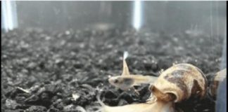 Study: Researchers are turning to deadly venoms in their quests for life-saving therapies — (Details)