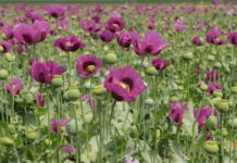 Research: Scientists have determined the DNA code of the opium poppy genome —