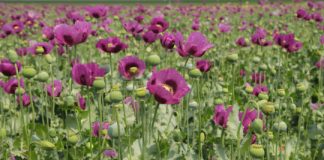 Research: Scientists have determined the DNA code of the opium poppy genome —