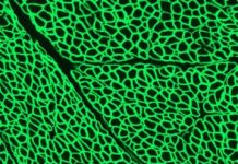 Research: CRISPR halts Duchenne muscular dystrophy progression in dogs —