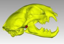 Research: Researchers subjected 3D-printed structures of the jaw joint of bears, wolves and other carnivorans to pressures of up to hundreds of pounds —