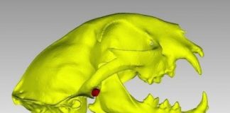 Research: Researchers subjected 3D-printed structures of the jaw joint of bears, wolves and other carnivorans to pressures of up to hundreds of pounds —