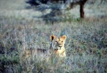 Research: Are vulnerable lions eating endangered zebras? New study looks at whether a recovering predator is causing another species to decline —
