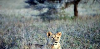 Research: Are vulnerable lions eating endangered zebras? New study looks at whether a recovering predator is causing another species to decline —
