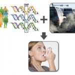 Study: Finding may lead to a precision medicine approach in environmental health — (Details)