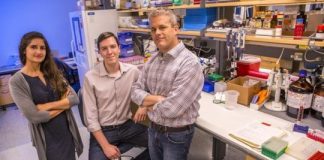 Study: Investigators find that bile acids reduce cocaine reward — (Details)