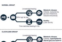 Research: Periods of fasting can protect against obesity and diabetes —