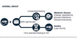 Research: Periods of fasting can protect against obesity and diabetes —