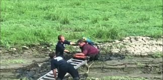 Man rescued with parrot from waist-deep mud at Belleville park Man rescued with parrot from waist-deep mud at Belleville park