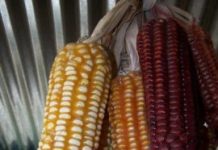 Research: Corn variety gets nutrients from bacteria, potentially reducing need for fertilizer —