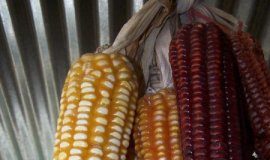 Research: Corn variety gets nutrients from bacteria, potentially reducing need for fertilizer —