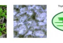 Research: How do plants turn off photosynthetic activity at night? —