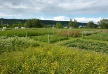 Research: Multiple facets of biodiversity reduce variability of grassland biomass production —