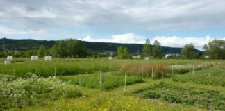 Research: Multiple facets of biodiversity reduce variability of grassland biomass production —