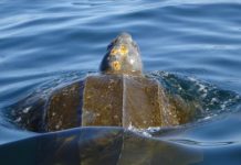 Research: Tracking marine migrations across geopolitical boundaries aids conservation —