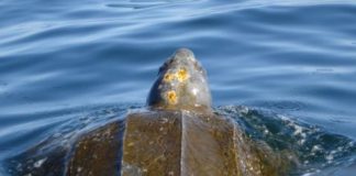 Research: Tracking marine migrations across geopolitical boundaries aids conservation —